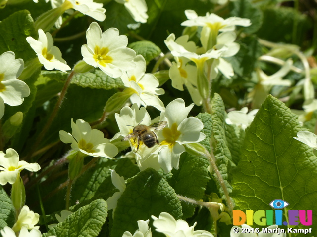 FZ028568 Bee on Primrose